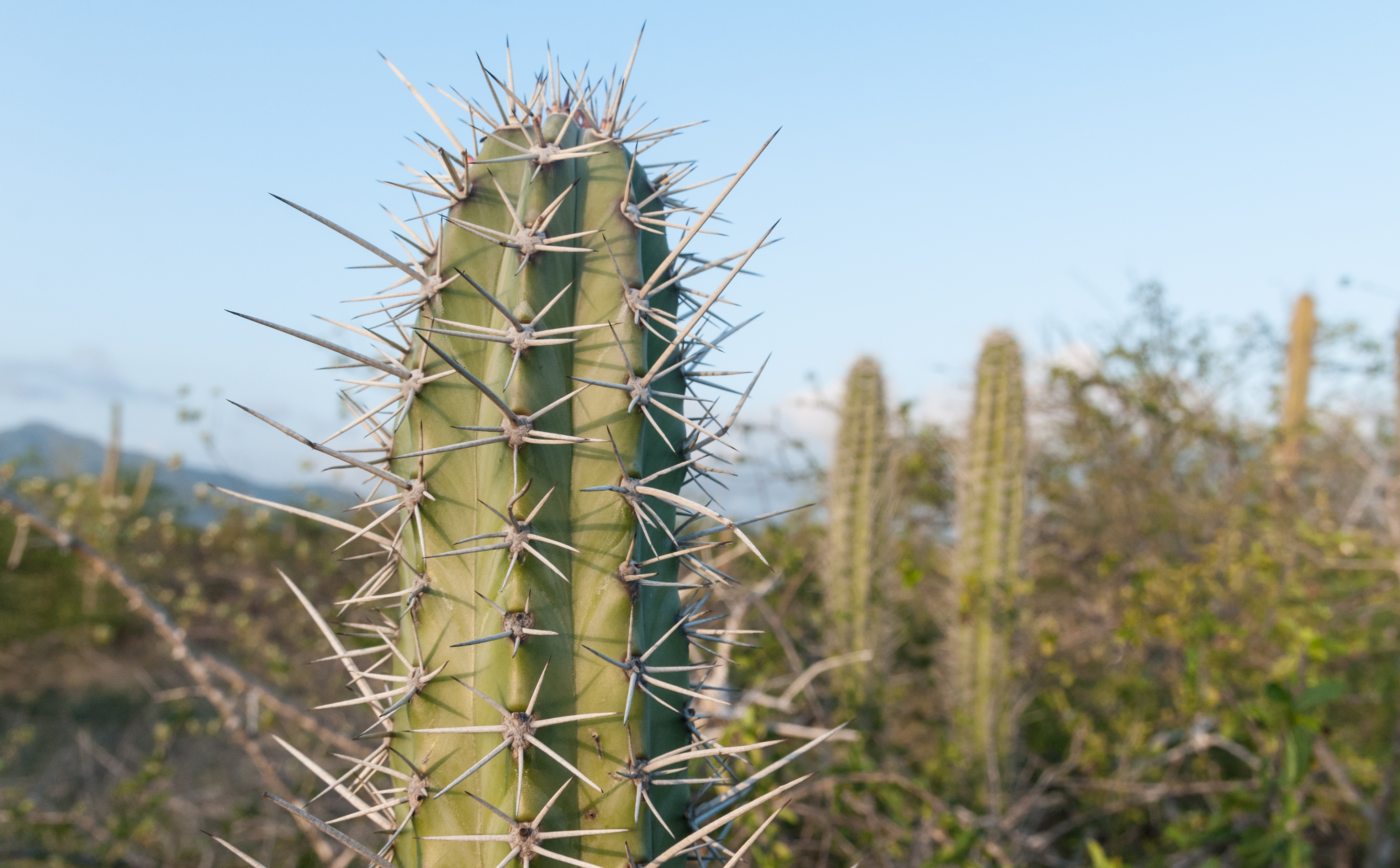 Large cactus focused into the middle of the screen with a field of cacti in the back