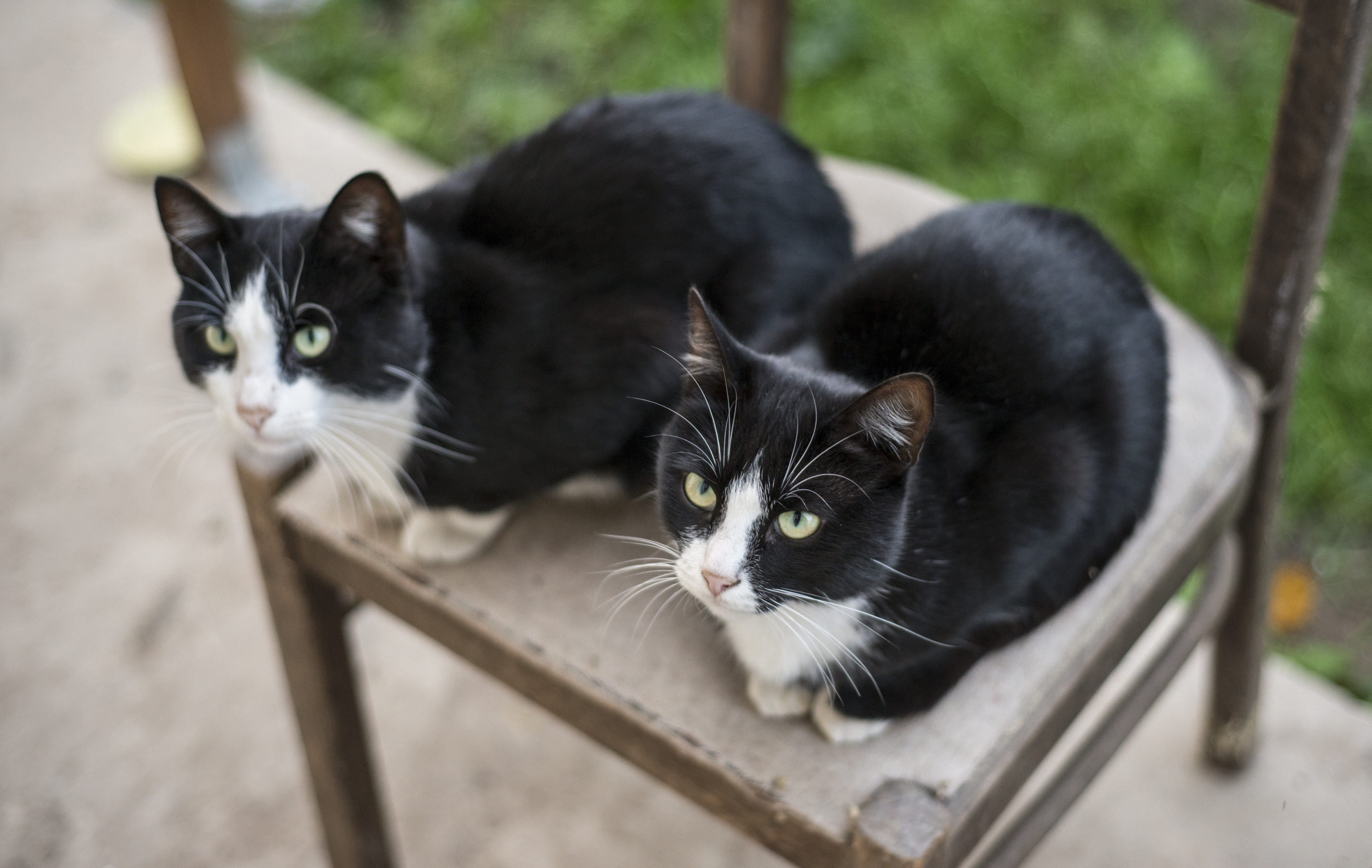 two identical black and white cats