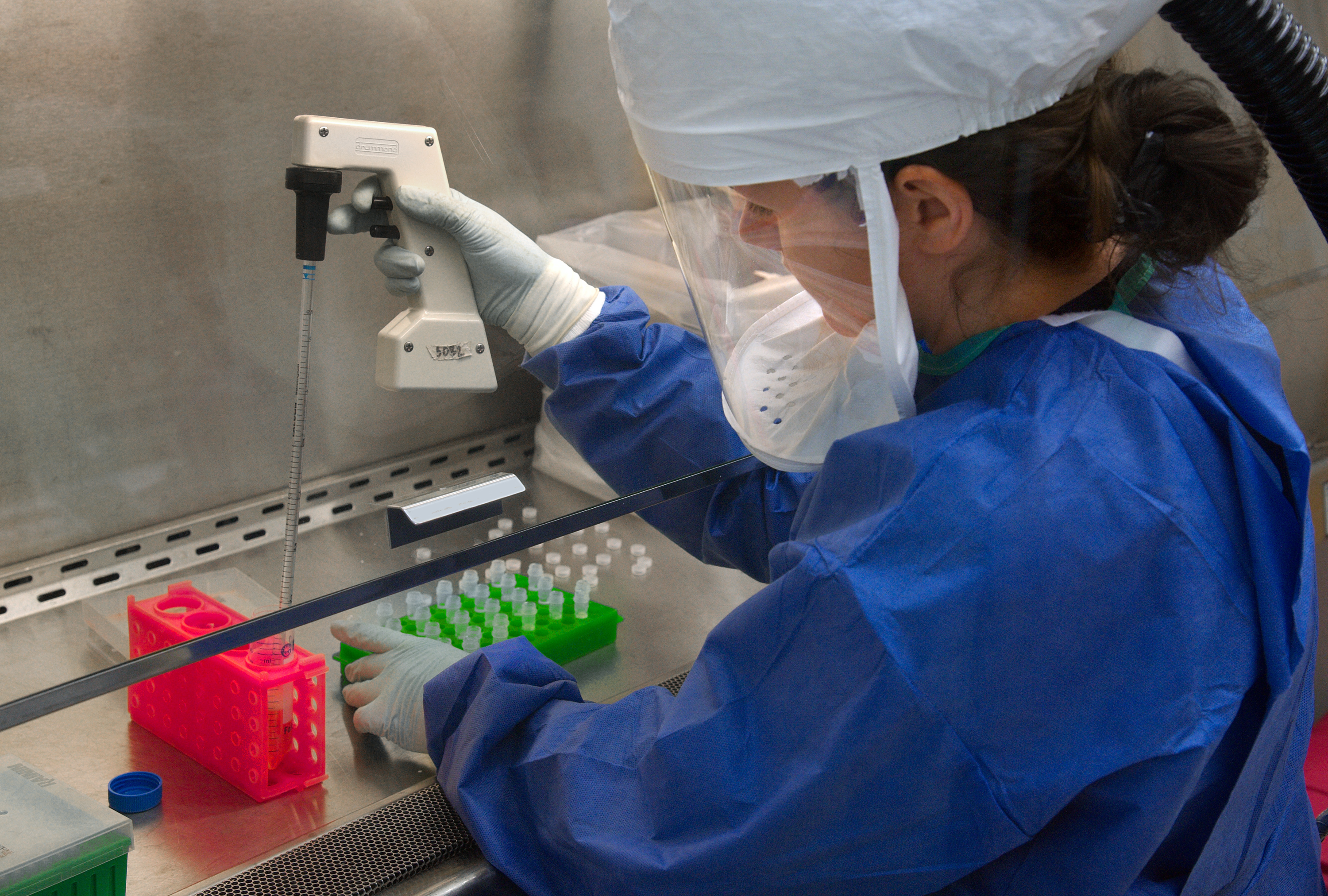 A laboratory scientist, in protective gear, holds a pippette to transfer samples from one test tube to several other test tubes on a rack.