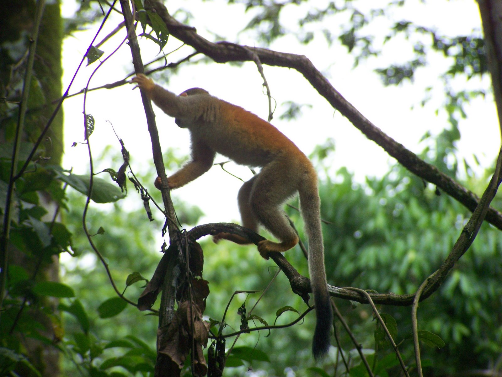 Burnt orange colored monkey swinging through the trees in central america