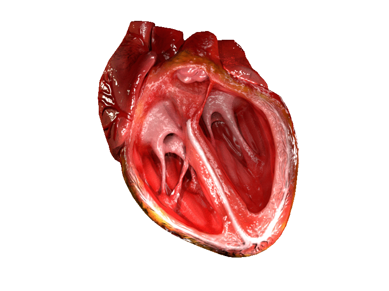 A computer generated animation of a cross-section of a human heart beating.