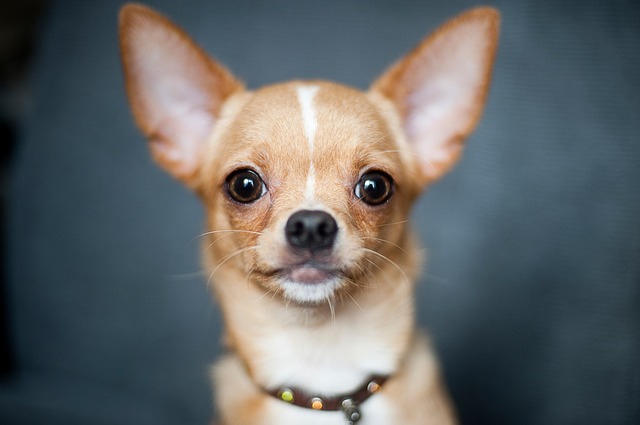 Close up of a light brown chihuahua's head gazing at the camera against a grey background.
