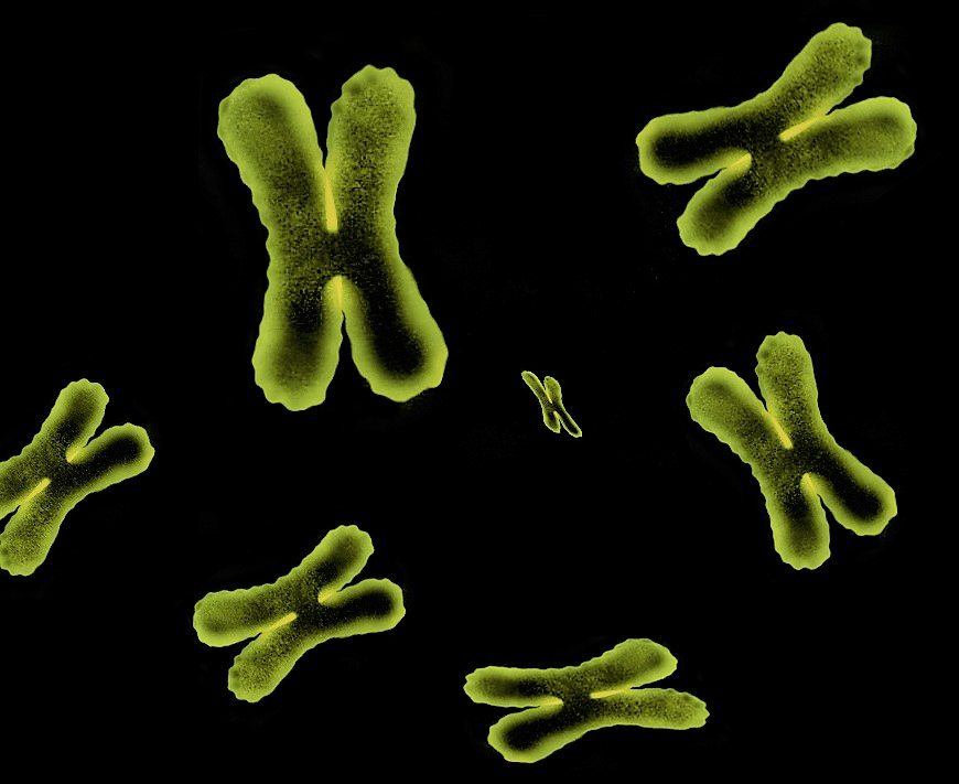 7 bright yellow images of "x-shaped" chromosomes