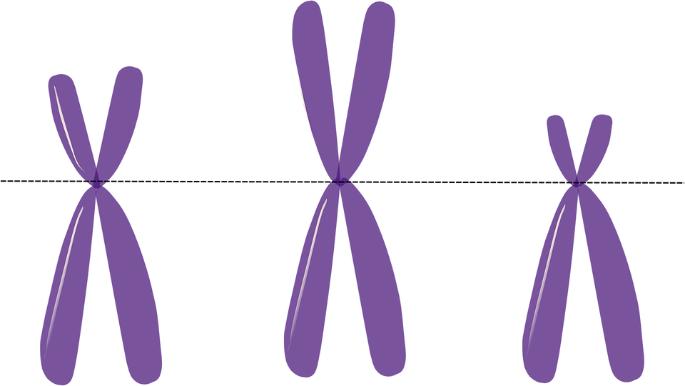 Three diploid chromosomes 