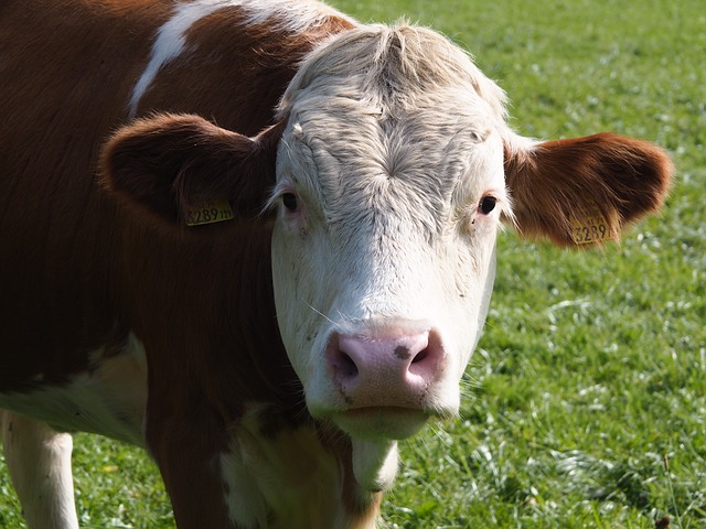 brown cow in front of green grass