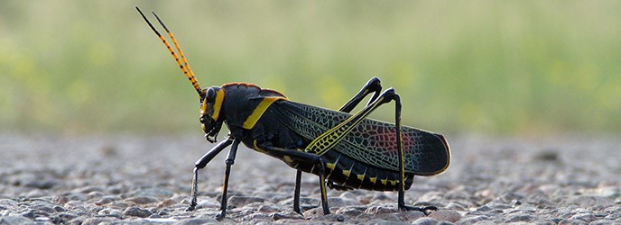 Black cricket standing on dirt/gravel
