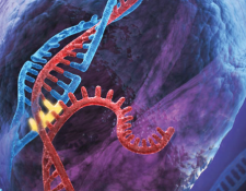 DNA strands coming apart