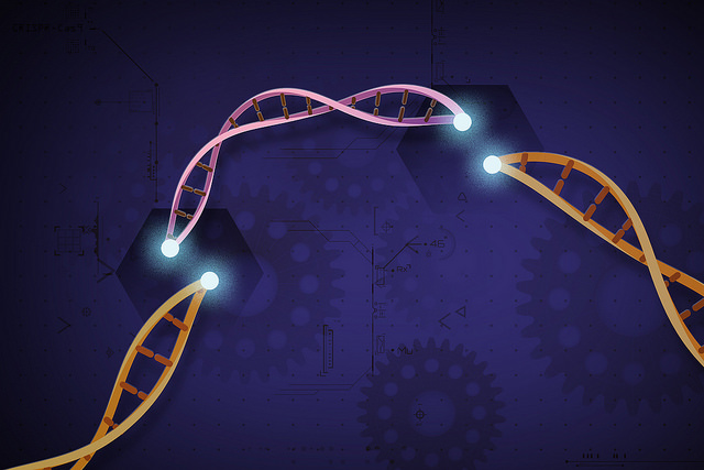 Illustration of CRISPR Cas9 gene editing technology in action. An orange strand of DNA is split apart and a pink strand is inserted into the gap.