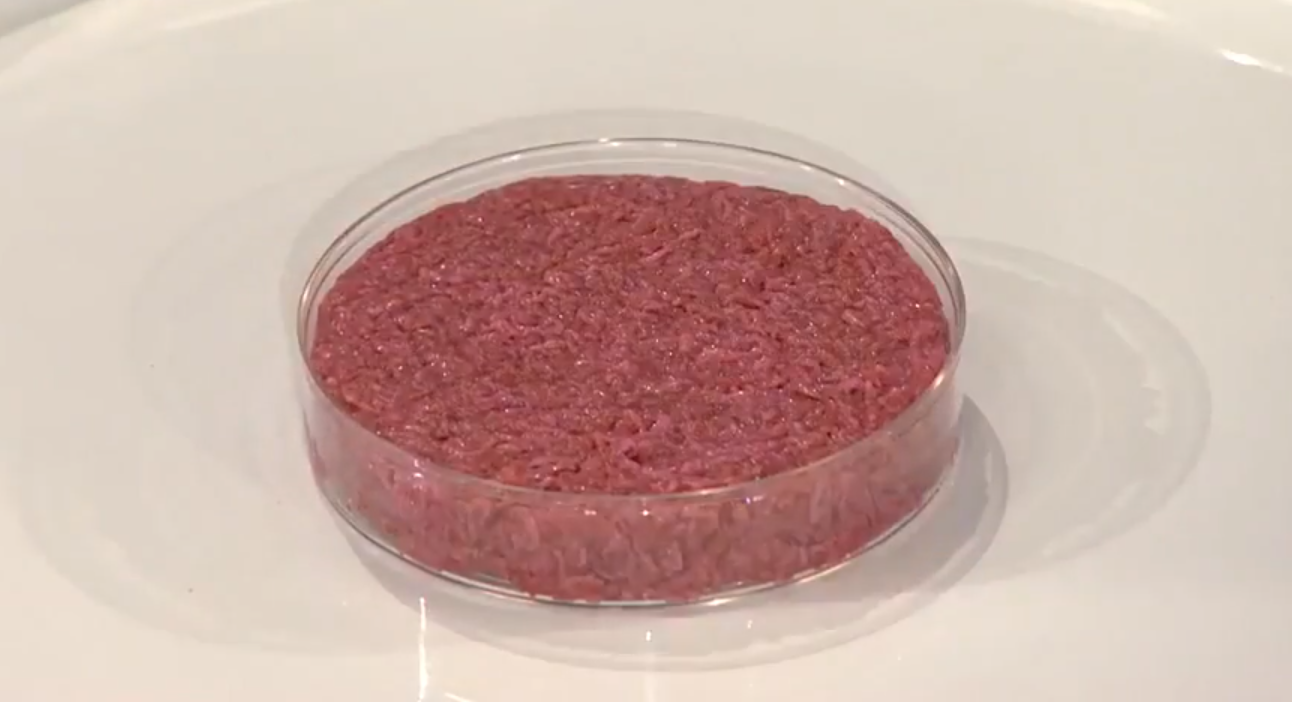 Lab grown meat in a petri dish