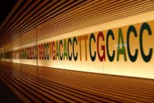 a sequence of DNA base pair letters