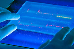 Gloved hands touch an illuminated image of molecular DNA feature on gel.