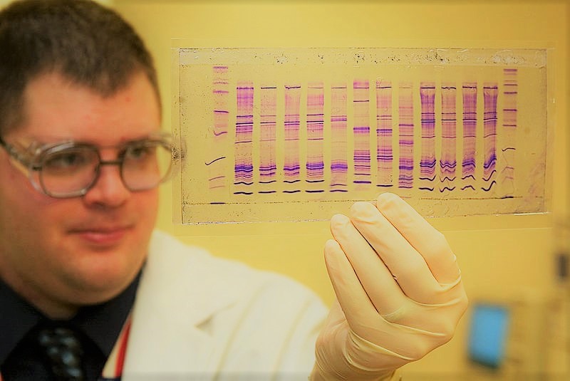A man in a lab coat and gloves examines a purple DNA profile.