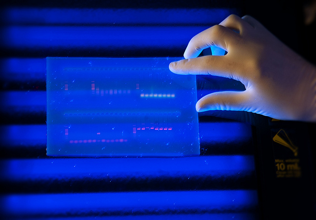 A gloved hand holds a DNA profile up to a light.