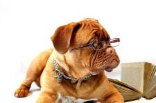 A mastiff dog poses lying down on its stomach,with reading glasses on its face, and a book at its side.