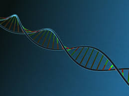 DNA body strand with blue background