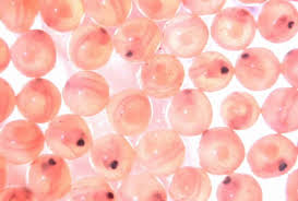 Microscopic picture of egg cells and embryos