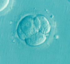 an embryo