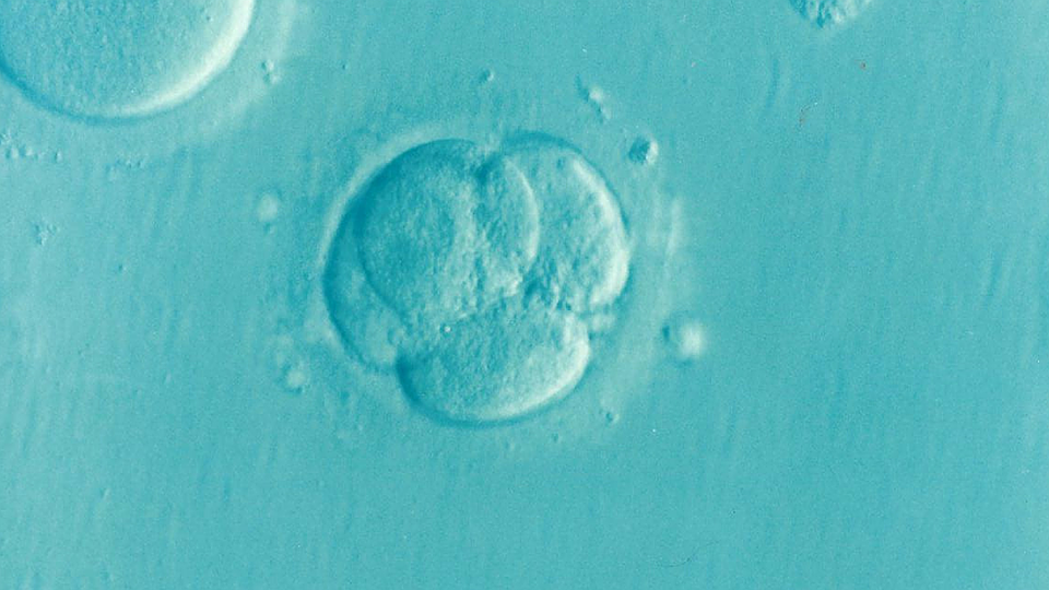 Human embryo on blue background 