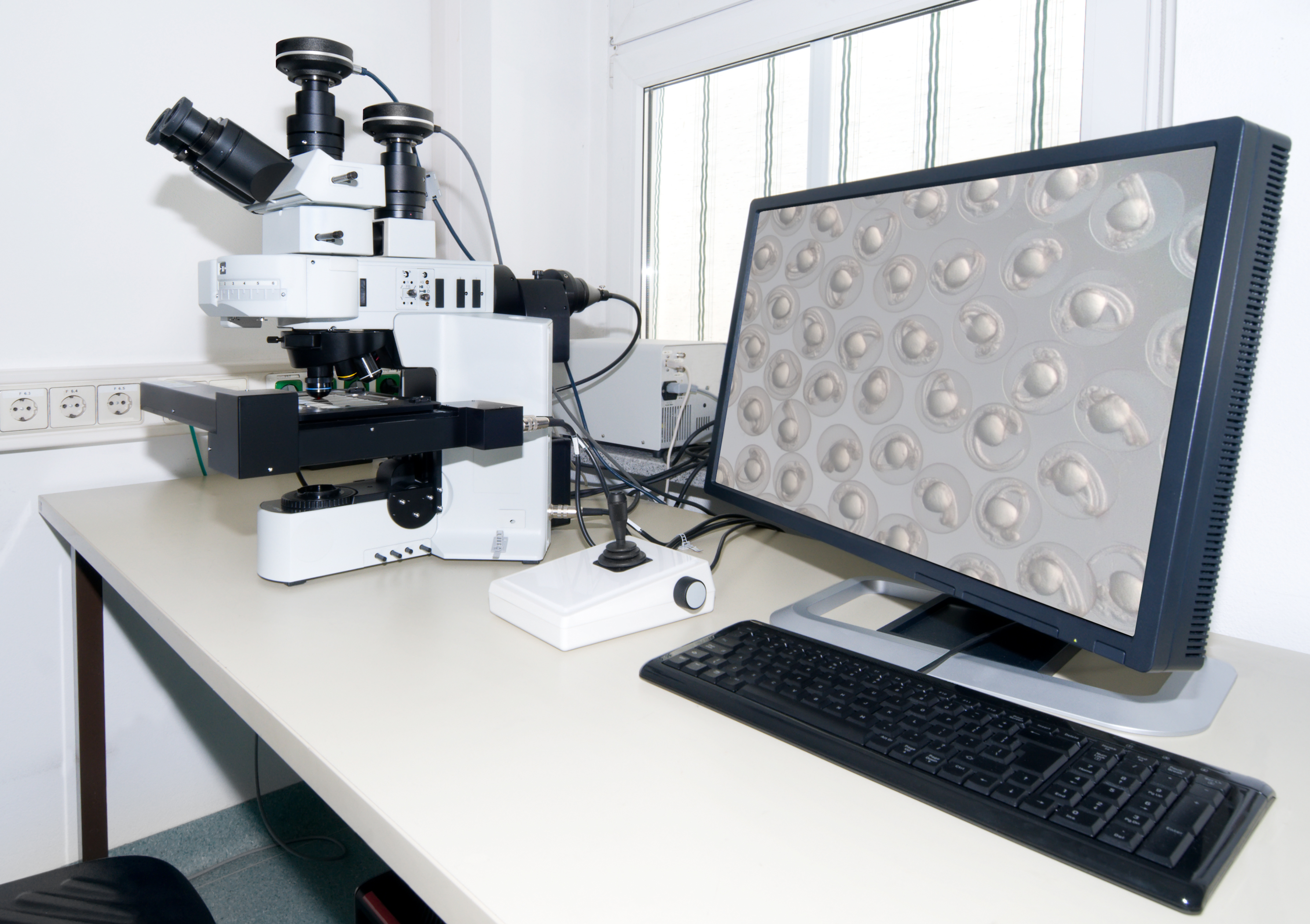 Embryos under a microscope