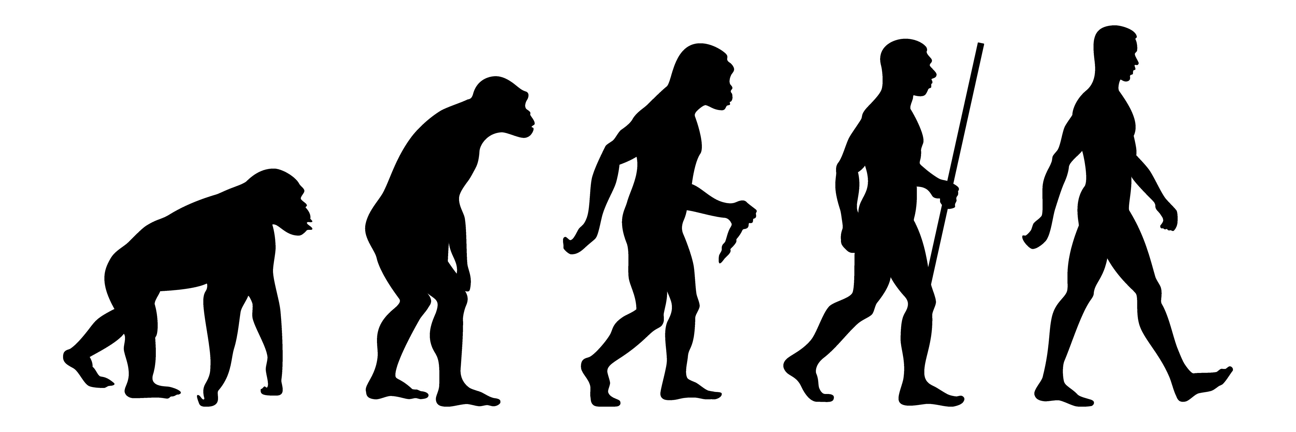Black and white depiction of evolution, from primates to humans