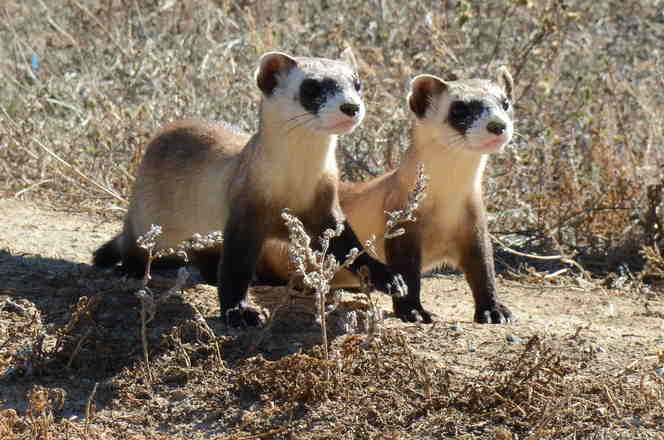 Two ferrets in dry grass