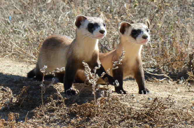 ferrets