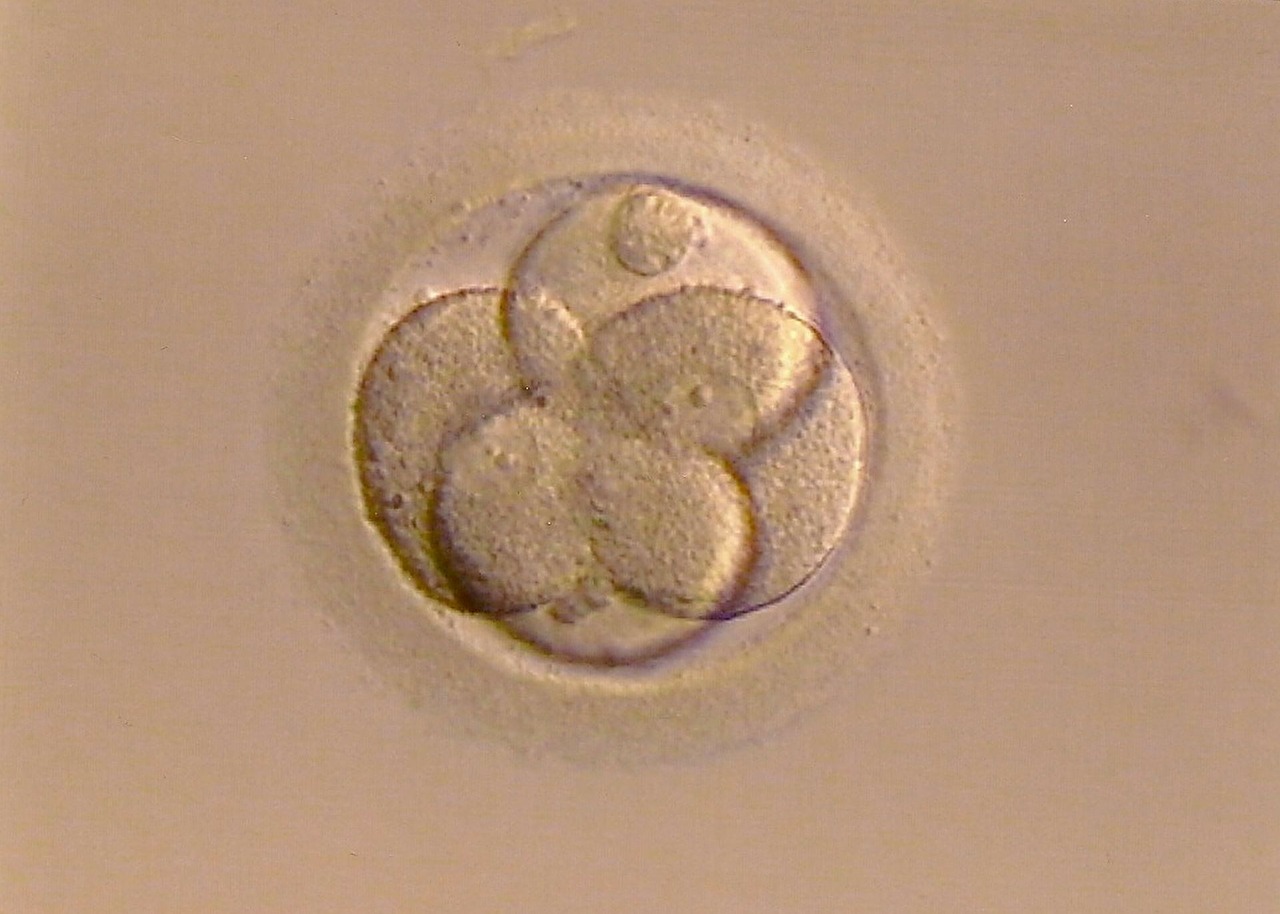 Microscopic image an oocyte