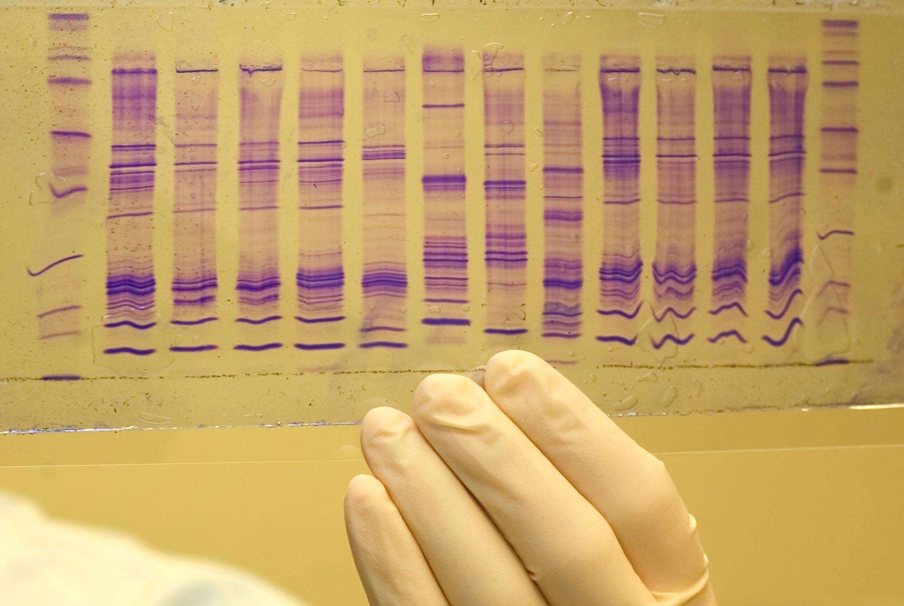 a gloved hand holding up a sheet of paper with a DNA sequence on it.