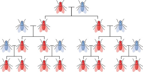 A mosquito family tree