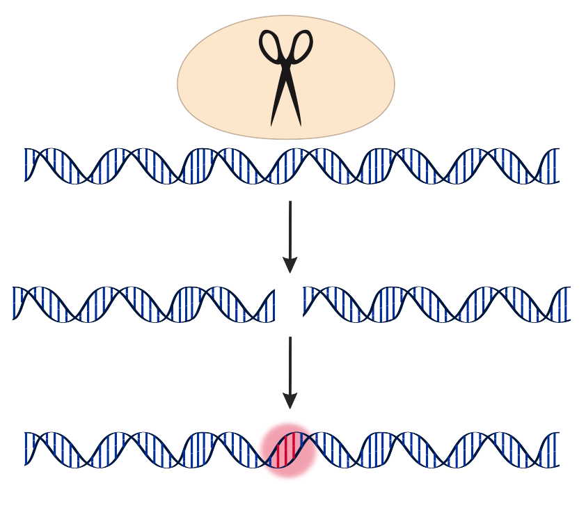Drawing of a gene edit