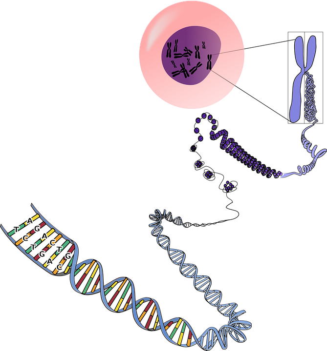 Chromosome being unwound