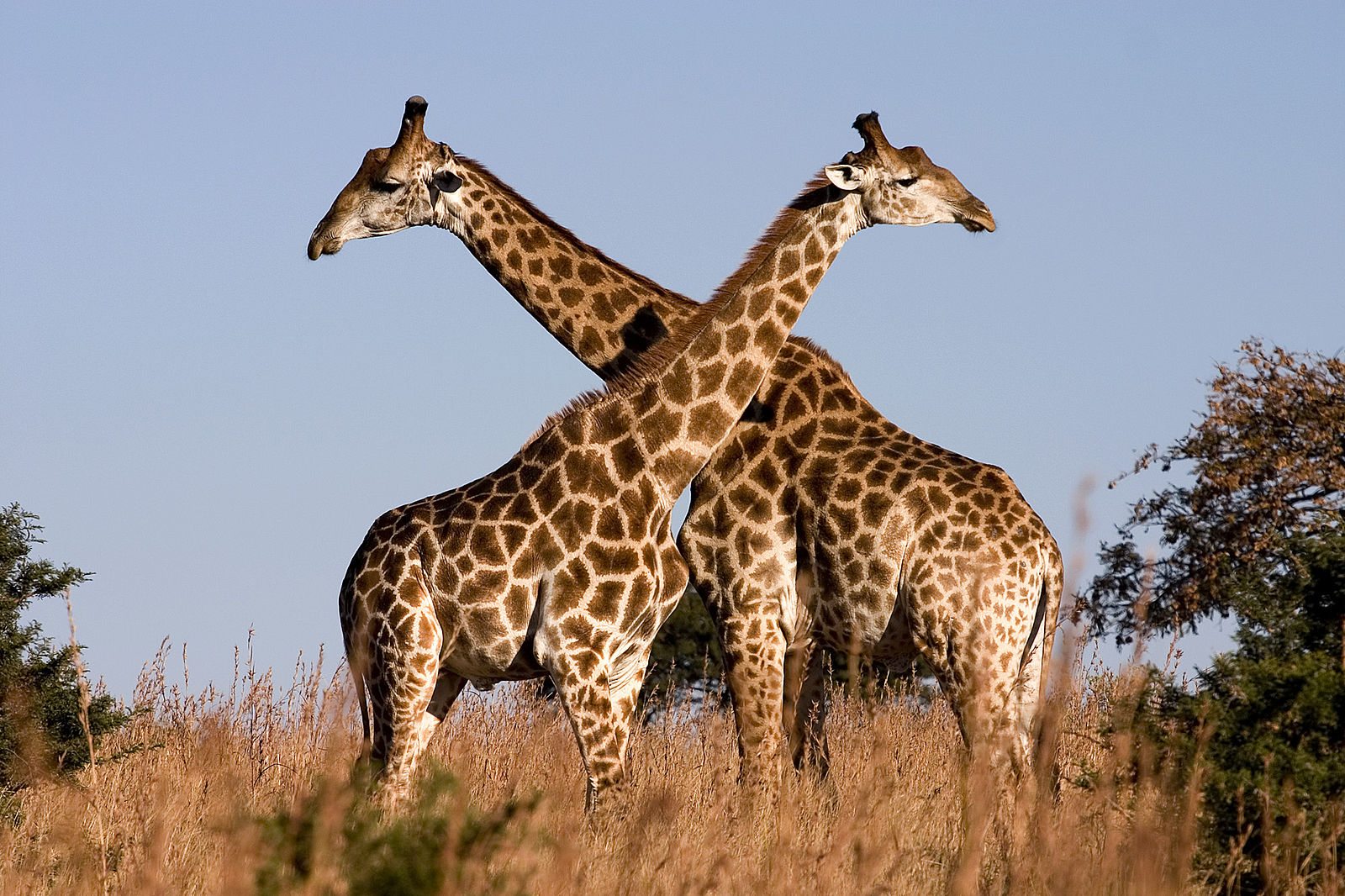 2 giraffes