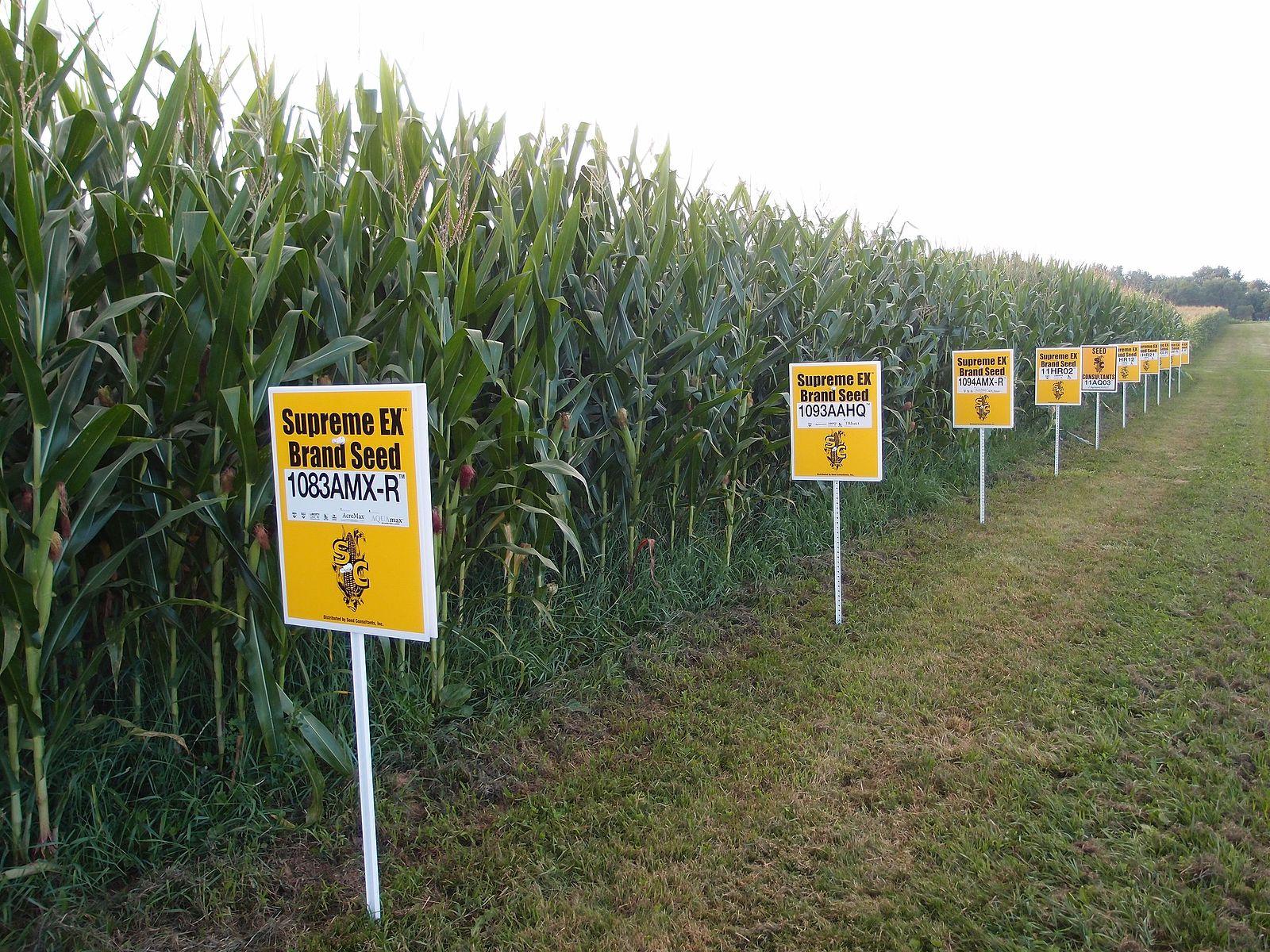 GMO corn field with signs