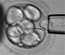Grayscale photo of microscopic 8-cell embryo