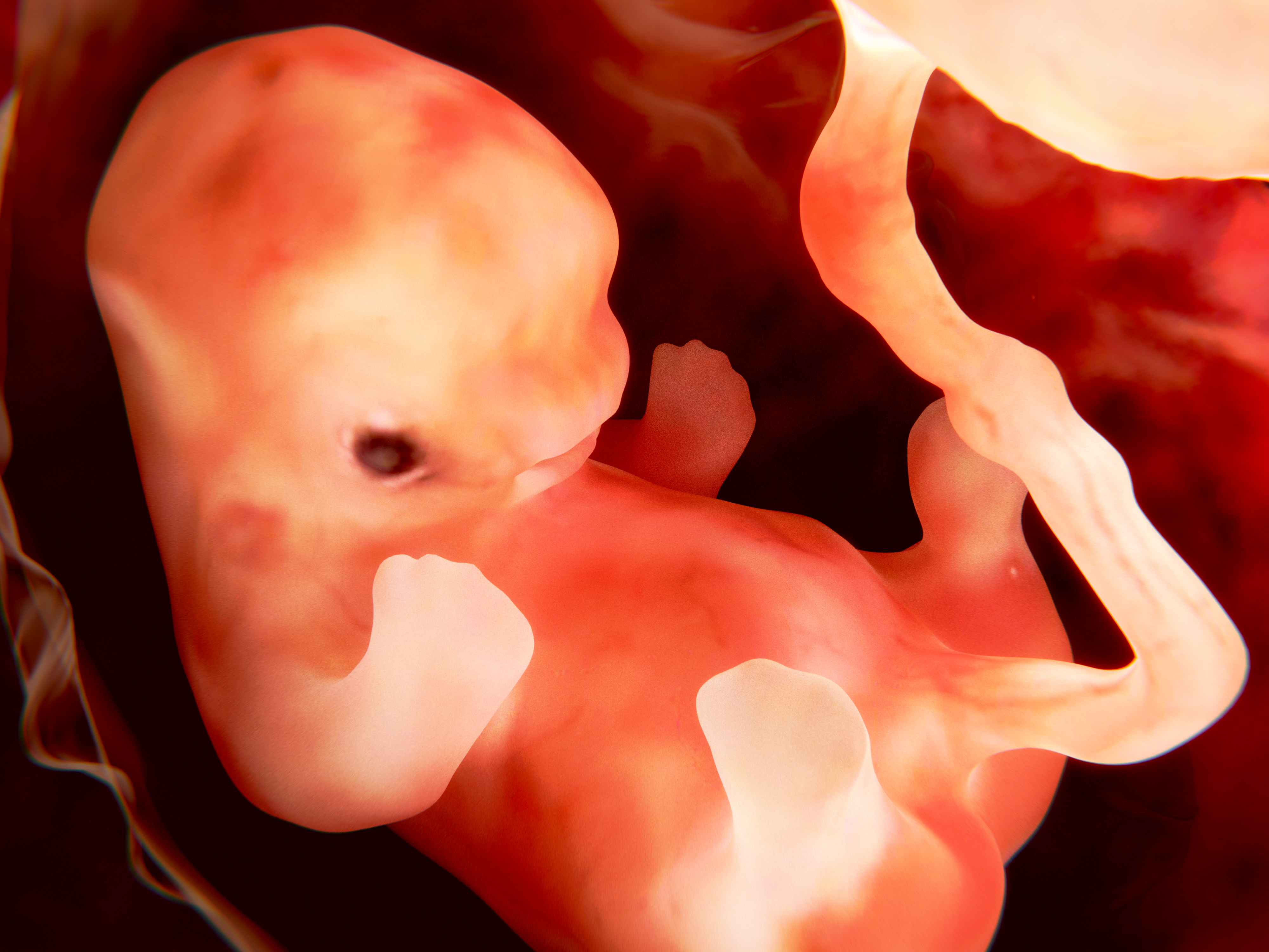 Human Fetus at Nine Weeks