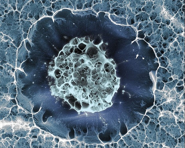 Microscope image of one human stem cell. Dark blue.