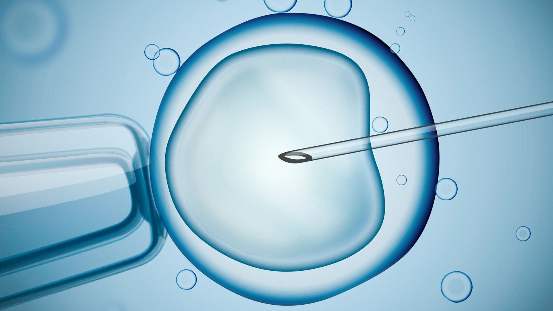 Image of IVF technique known as intracytoplasmic sperm injection.