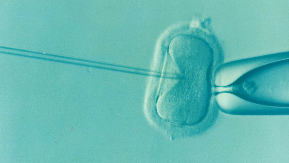 Blue-tinted image of a human oocyte pierced by a needle.