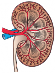 an anatomical image of a kidney