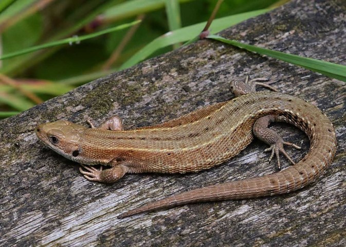 Brown lizard on log