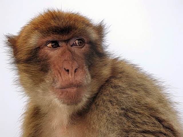 Close up of the face of a brown macaque monkey looking into the distance against a white background.