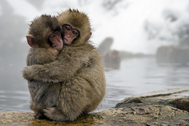 Two young macaque monkeys embracing