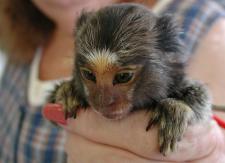 A marmoset (Photo by Scott Kinmartin at Flickr)
