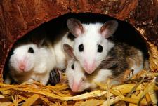 Three mice lay on top of each other, in a burrowed hole.