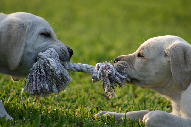 Two puppies wrestle by playing tug-of-war, with a rope between.