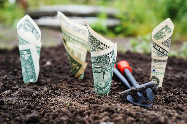 Four rolled up dollar bills are planted in an upright position in soil. A gardner's tool is blurred in the background