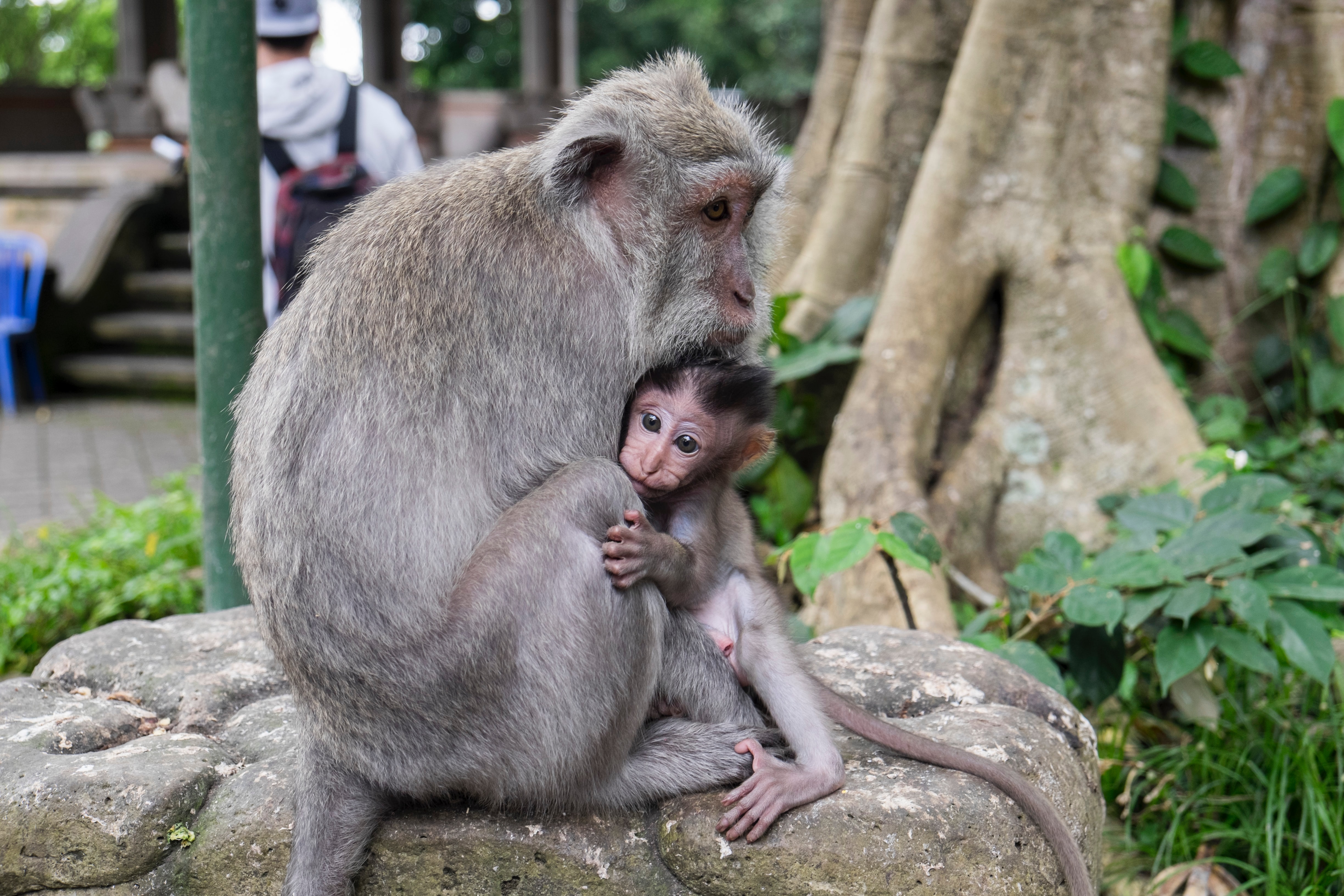 A baby monkey peeks out from behind an adult