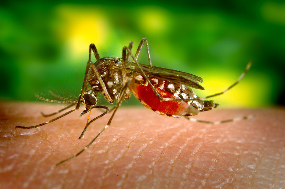 Mosquito on skin with green background