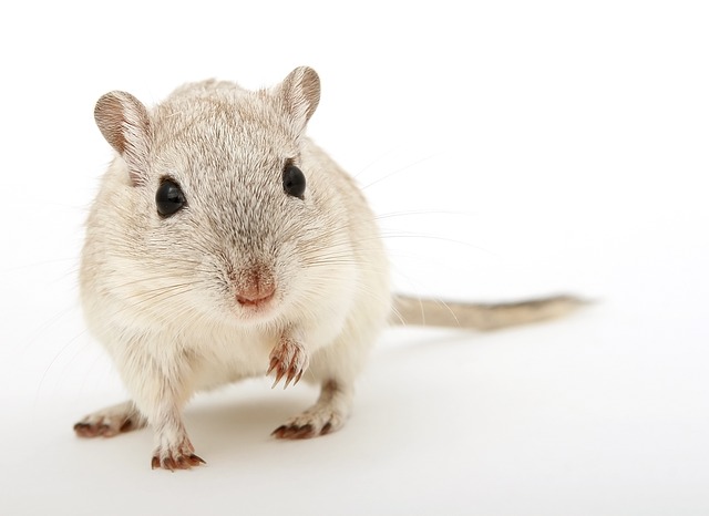 Close-up of a mouse against a white background