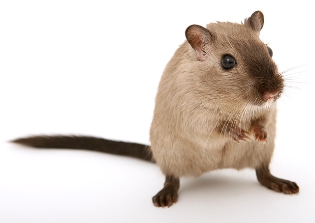 Brown mouse standing on a white background